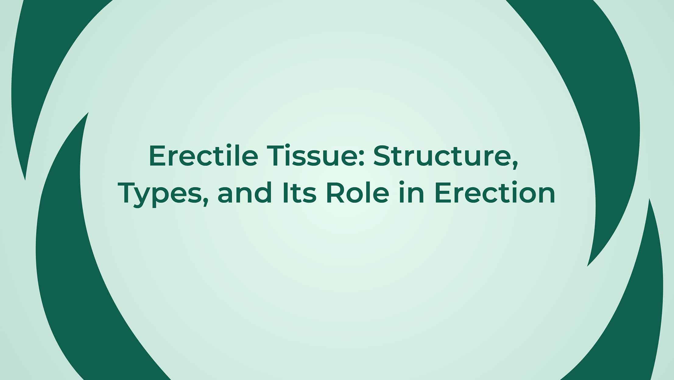 Erectile Tissue Structure Types And Its Role In Erection