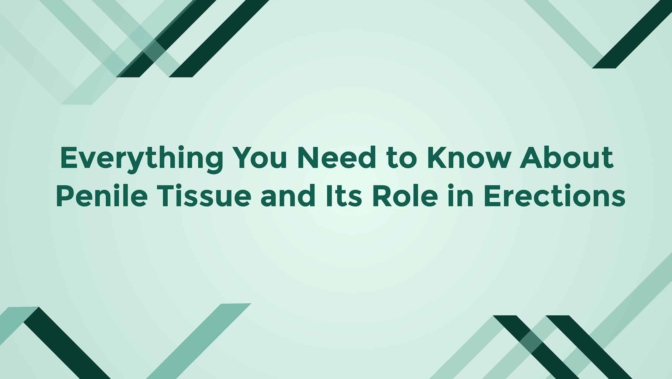Everything You Need To Know About Penile Tissue And Its Role In Erections
